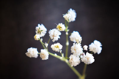 Close-up of white flowers