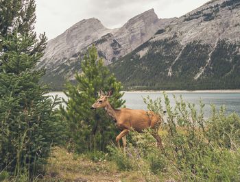 Side view of a deer against the lake