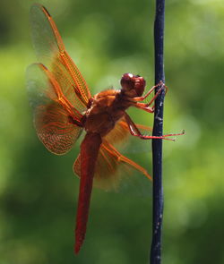 Close-up of dragonfly on plant stem