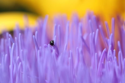 Bug on purple flower