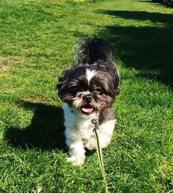 High angle portrait of dog on field