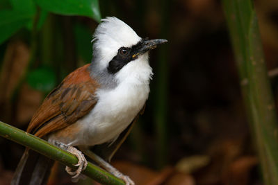 Close-up of bird perching on plant