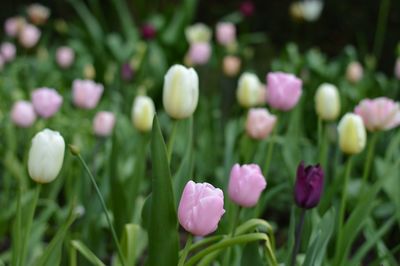 Close-up of flowers blooming outdoors