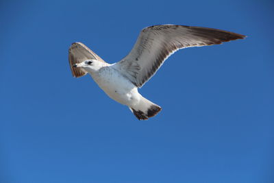 Low angle view of seagull flying against blue sky