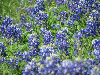 Full frame shot of purple flowering plants