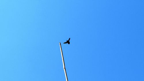 Low angle view of bird perching on pole against blue sky