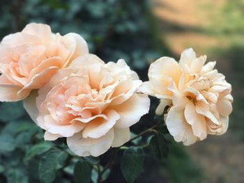 Close-up of flowers blooming outdoors