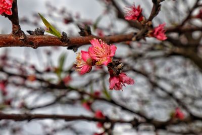 Close-up of red cherry blossom on tree