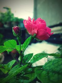 Close-up of red rose blooming outdoors