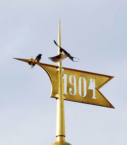 Low angle view of a bird