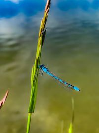 Close-up of dragonfly on plant against blurred background