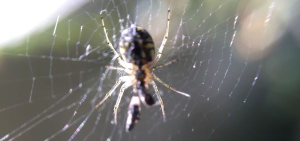 Close-up of spider on web