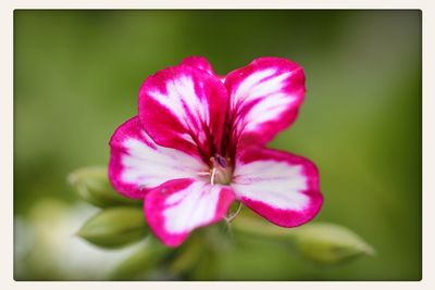 Close-up of pink flower