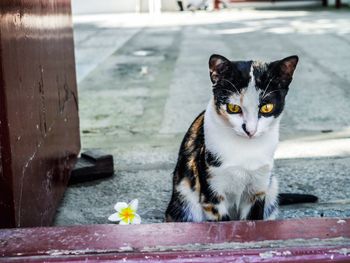 Close-up portrait of a cat