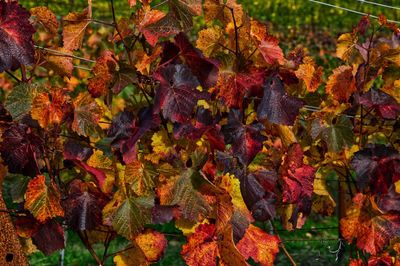 Bunte weinblätter 