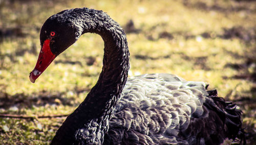 Close-up of swan on field