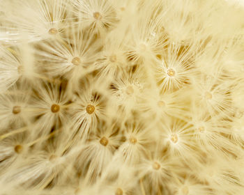 Close-up of white dandelion flowers