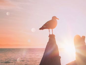 Seagull flying over sea against sky during sunset
