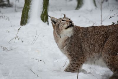 Cat lying on snow covered land