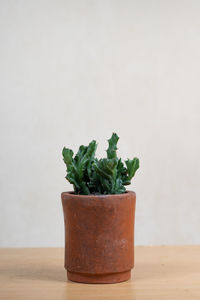 Close-up of potted plant on table against wall