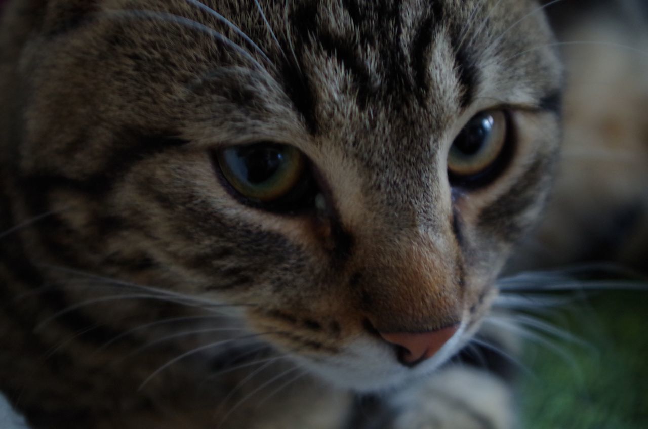 CLOSE-UP PORTRAIT OF CAT IN MOUTH