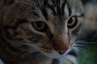 Close-up portrait of cat