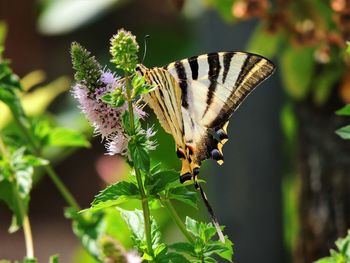 Close-up of butterfly perching on flower