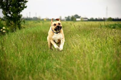 Dog running in field