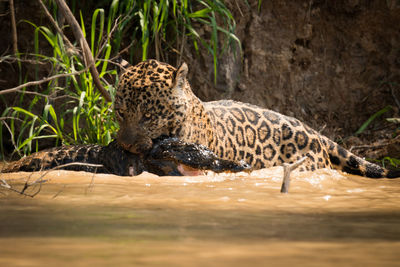 Leopard hunting crocodile in lake