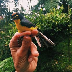 Close-up of a hand holding bird