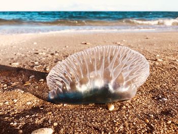 Close-up of seashell on beach