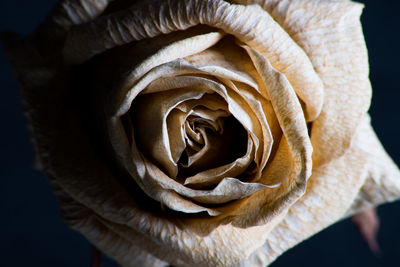 Close-up of wilted rose