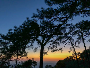 Low angle view of silhouette trees against sky during sunset