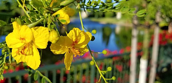 Close-up of yellow flowering plant