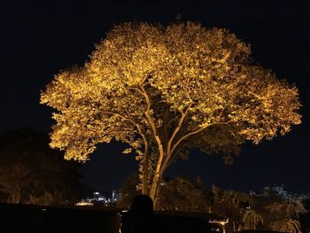 Illuminated tree against sky at night