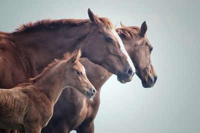 Horses in a horse