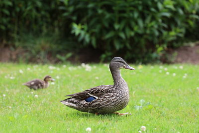 Mallard duck on a field