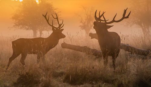 Deer standing in a field