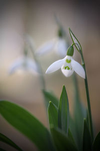 Close-up of white flowering plant