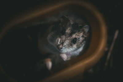 Close-up portrait of a cat