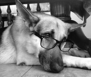 Portrait of dog lying down on table