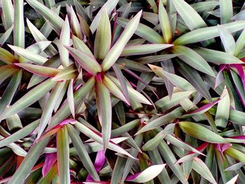 Full frame shot of succulent plant