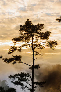 Low angle view of silhouette trees against sky during sunset