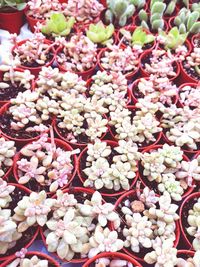 High angle view of flowering plant for sale in market