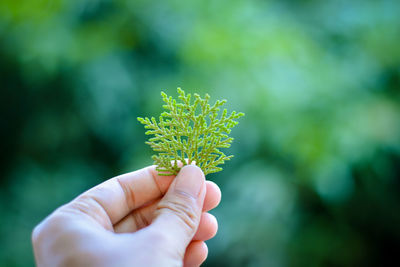 Close-up of hand holding plant