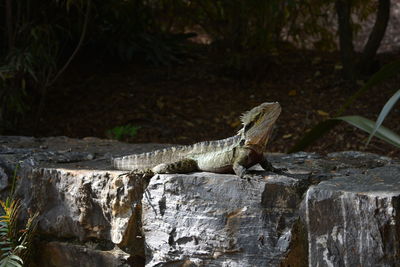 Side view of bearded dragon on rock