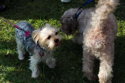 Close-up of dog on grass