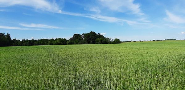 Scenic view of agricultural field against sky