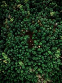 Full frame shot of fresh green plants with girl in red