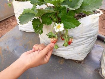 Close-up of hand holding bouquet